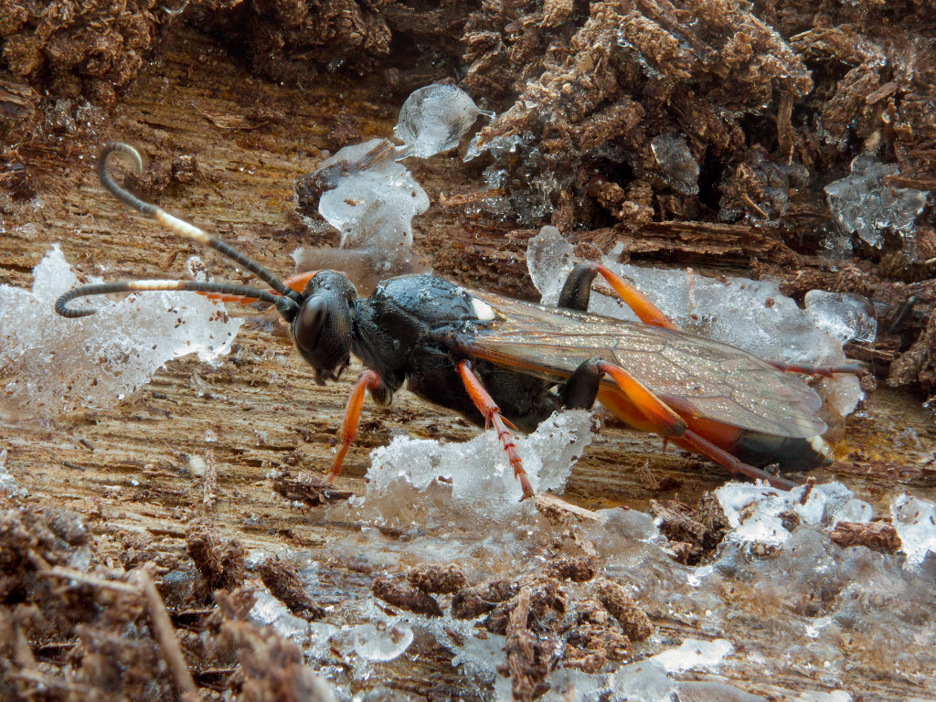Ichneumon albiger Wesmael, 1844